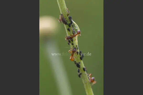 Fokus-Natur Bild