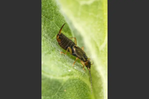 Fokus-Natur Bild