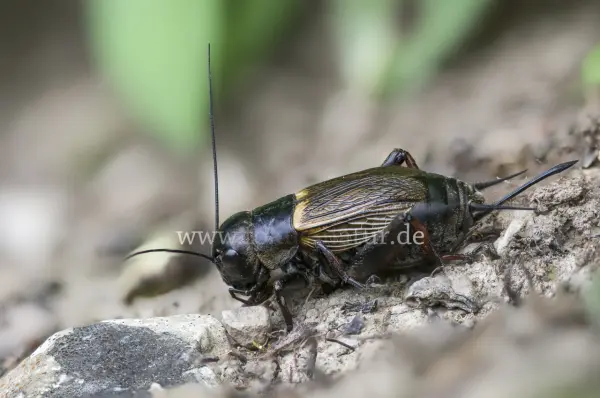 Fokus-Natur Bild