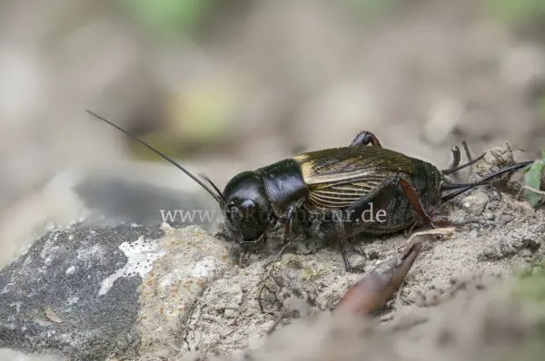 Fokus-Natur Bild