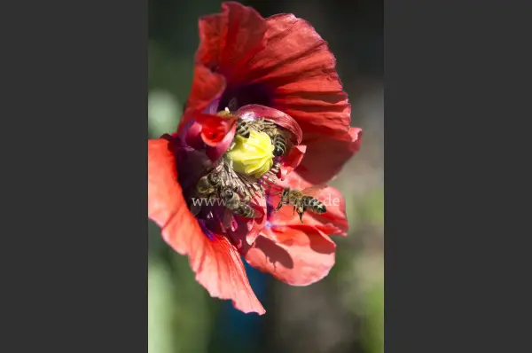 Fokus-Natur Bild