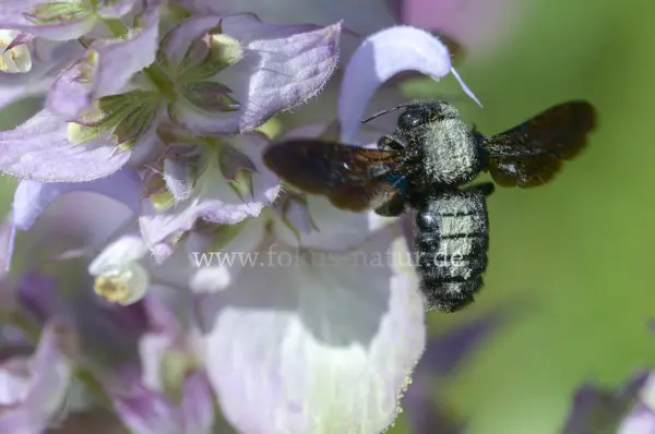 Fokus-Natur Bild