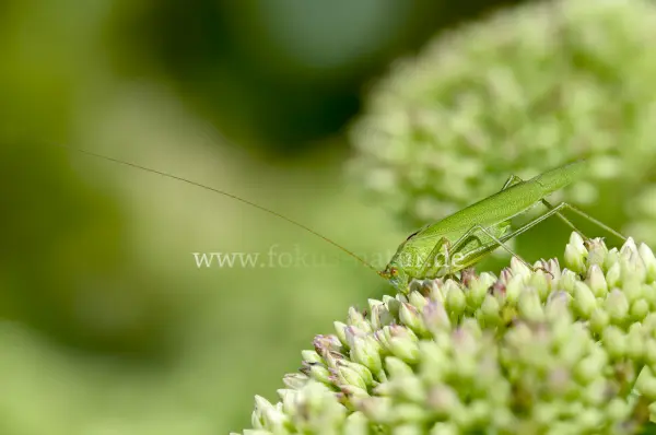Fokus-Natur Bild