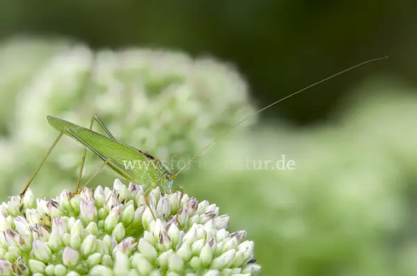 Fokus-Natur Bild