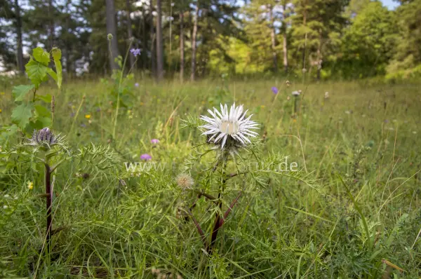 Fokus-Natur Bild