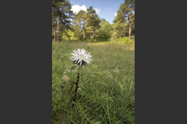 Fokus-Natur Bild