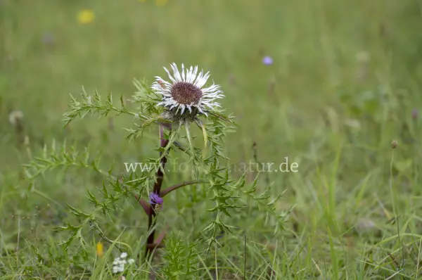 Fokus-Natur Bild