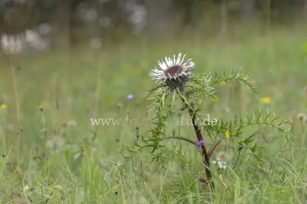 Fokus-Natur Bild