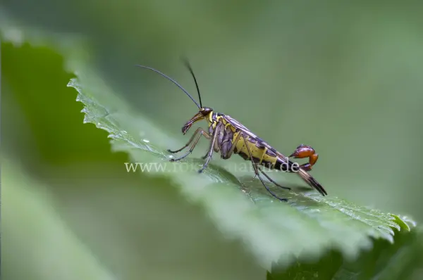 Fokus-Natur Bild