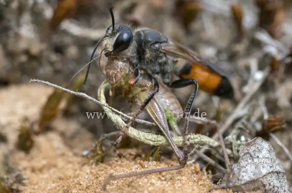 Fokus-Natur Bild