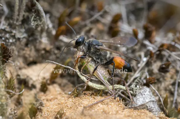 Fokus-Natur Bild