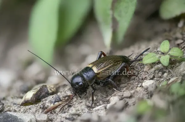 Fokus-Natur Bild