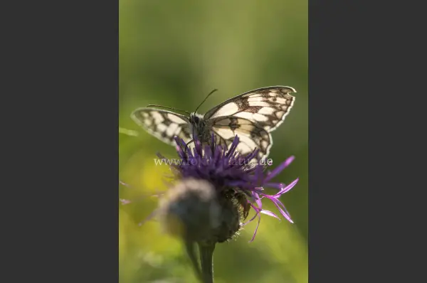 Fokus-Natur Bild