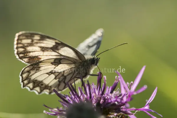 Fokus-Natur Bild