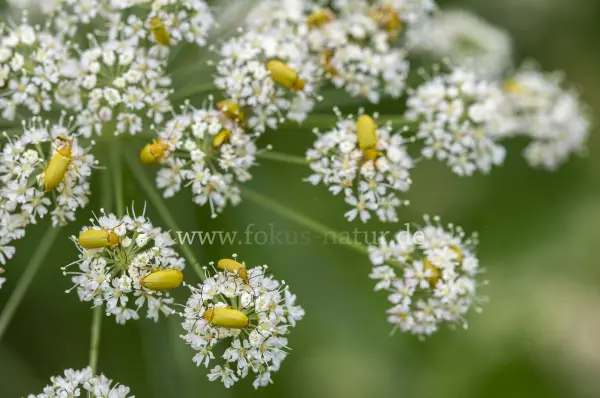 Fokus-Natur Bild