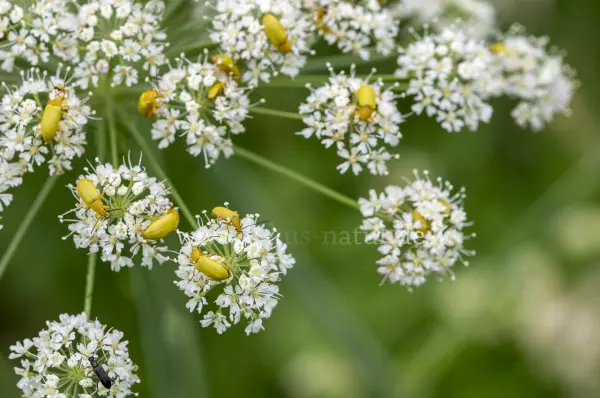 Fokus-Natur Bild