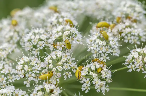 Fokus-Natur Bild