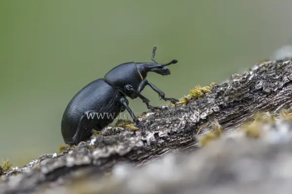 Fokus-Natur Bild
