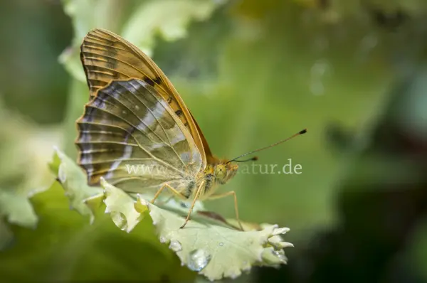 Fokus-Natur Bild