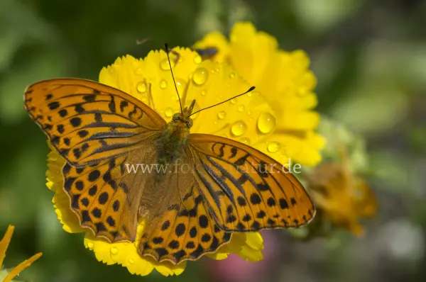 Fokus-Natur Bild