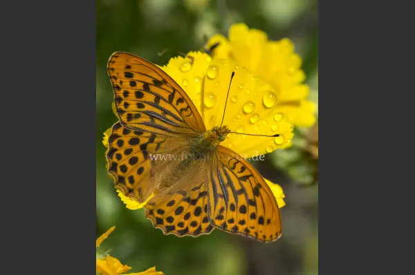 Fokus-Natur Bild