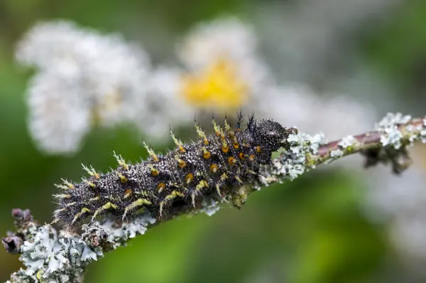 Fokus-Natur Bild