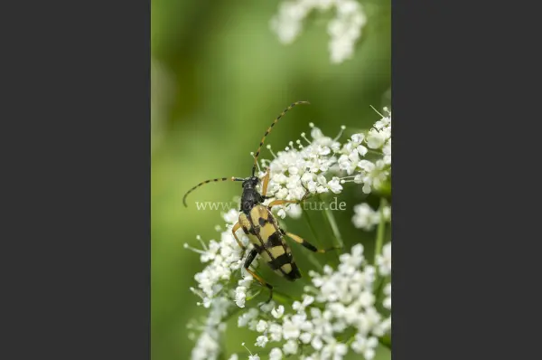 Fokus-Natur Bild