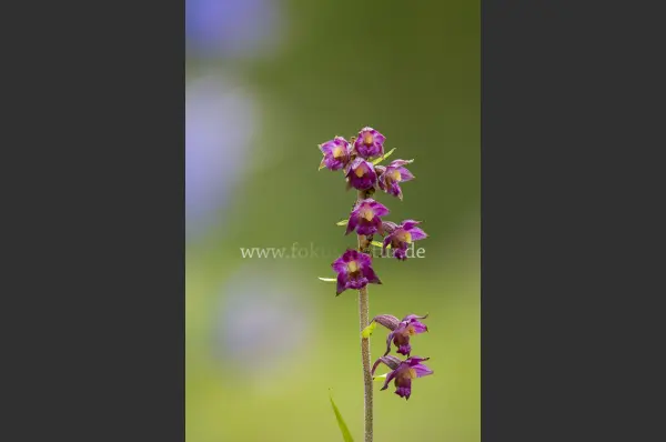 Fokus-Natur Bild