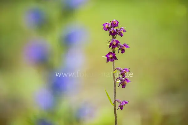 Fokus-Natur Bild