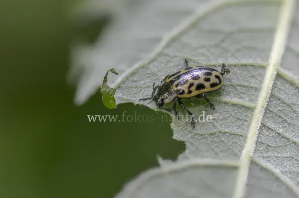 Fokus-Natur Bild