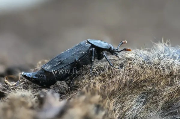 Fokus-Natur Bild