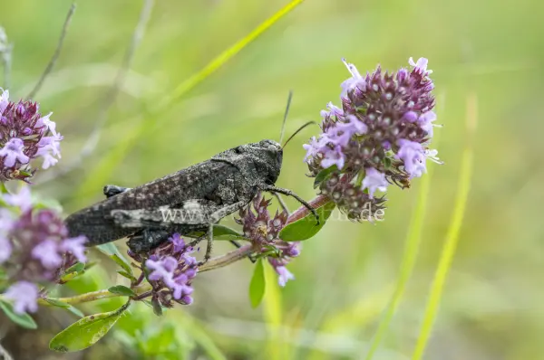 Fokus-Natur Bild