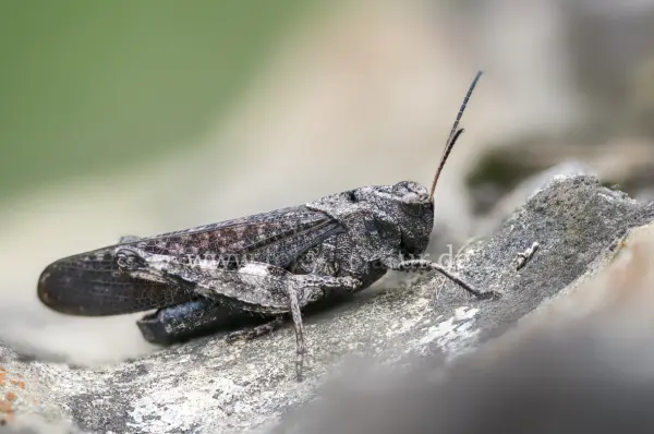 Fokus-Natur Bild