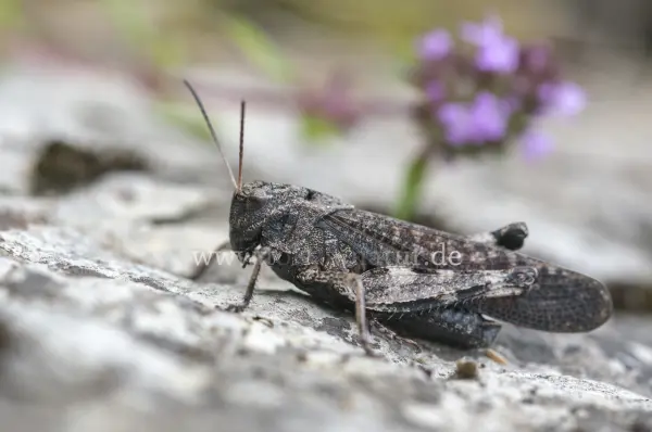 Fokus-Natur Bild