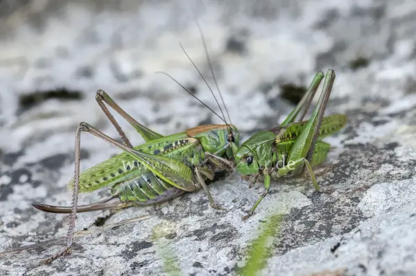 Fokus-Natur Bild