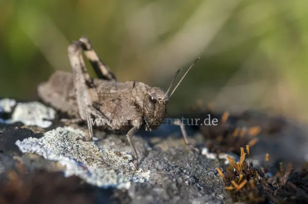 Fokus-Natur Bild