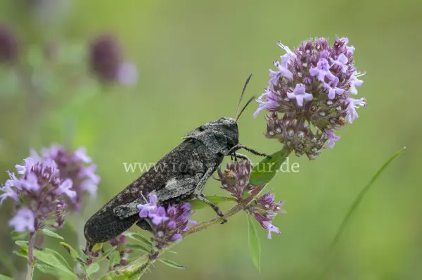 Fokus-Natur Bild