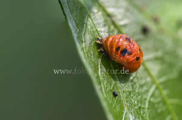Fokus-Natur Bild