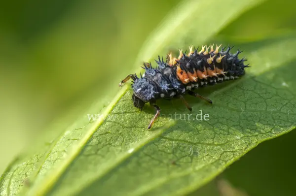 Fokus-Natur Bild