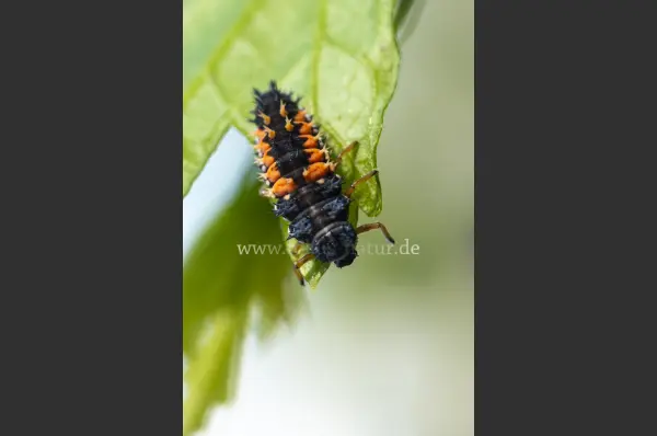 Fokus-Natur Bild
