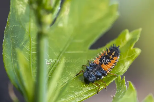 Fokus-Natur Bild
