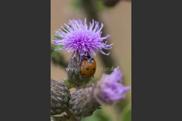 Fokus-Natur Bild