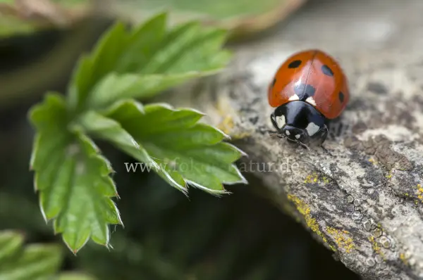 Fokus-Natur Bild