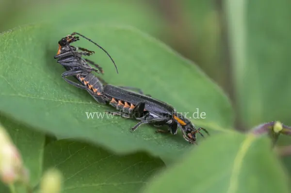 Fokus-Natur Bild