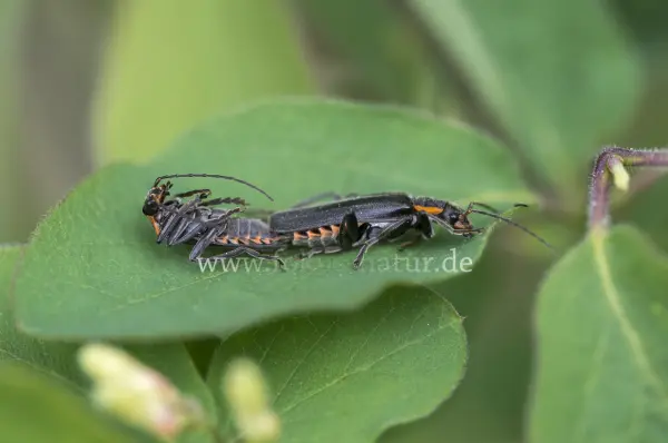 Fokus-Natur Bild