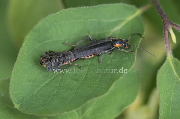 Fokus-Natur Bild