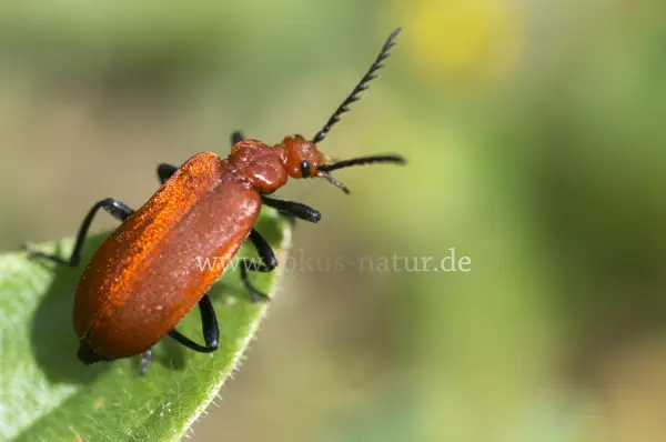 Fokus-Natur Bild