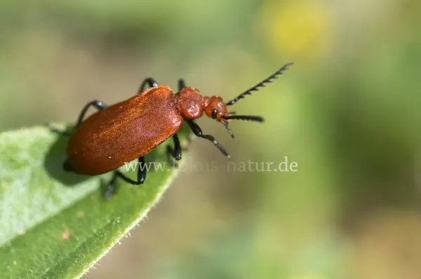 Fokus-Natur Bild
