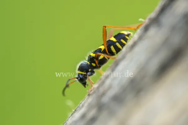 Fokus-Natur Bild