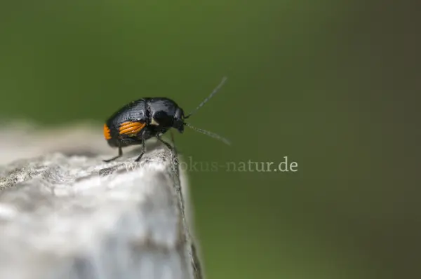 Fokus-Natur Bild